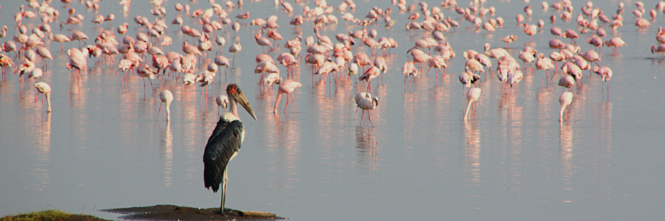 LesserFlamingos_2073.jpg