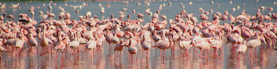 LesserFlamingos_2079_4x1.jpg