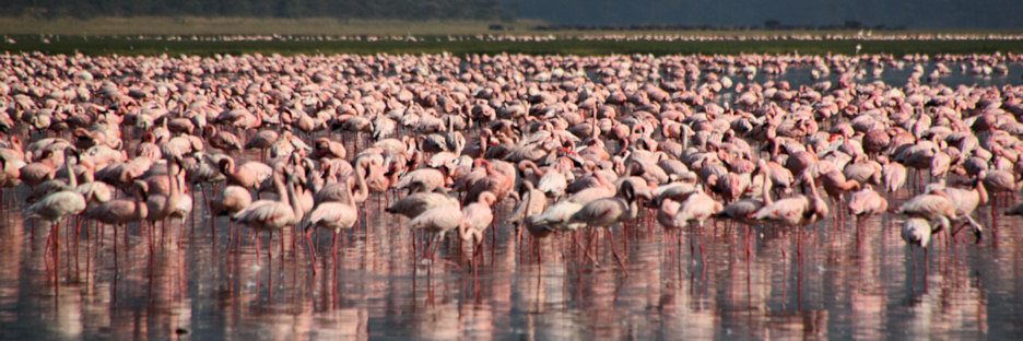 LesserFlamingos_2081.jpg