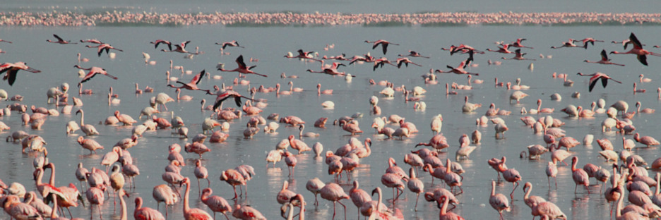 LesserFlamingos_5646.jpg