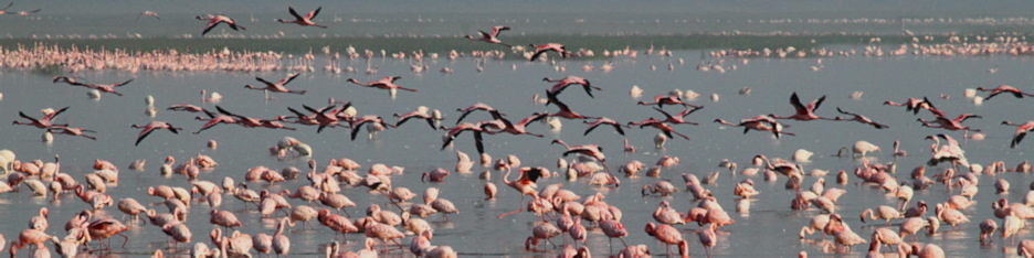 LesserFlamingos_5647_4x1.jpg