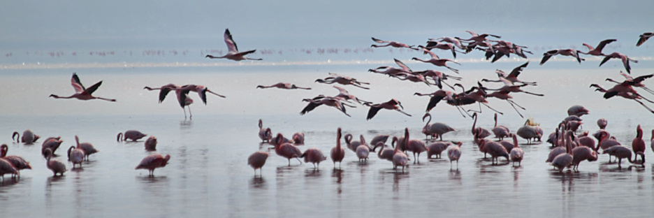 LesserFlamingos_5705.jpg
