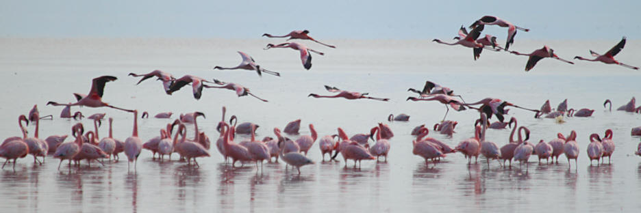 LesserFlamingos_5707.jpg