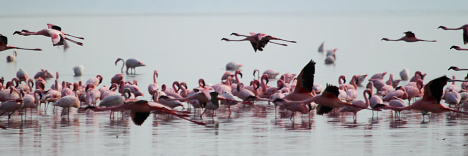 LesserFlamingos_5708.jpg