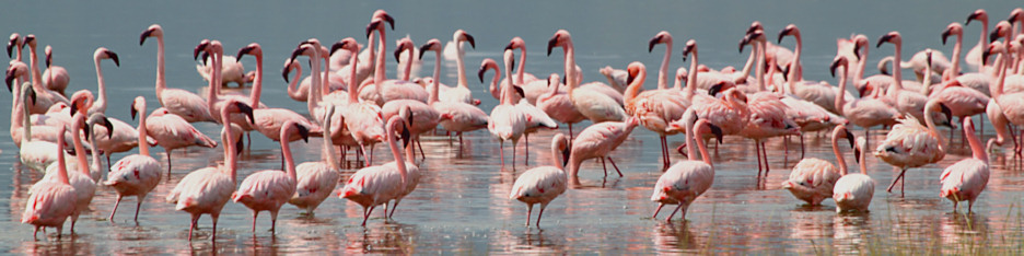 LesserFlamingos_5817_4x1.jpg