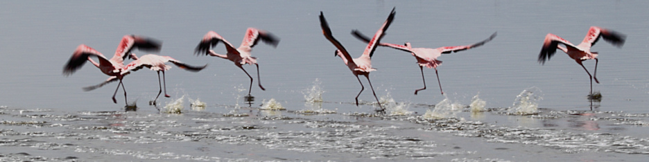 LesserFlamingos_5818_4x1.jpg