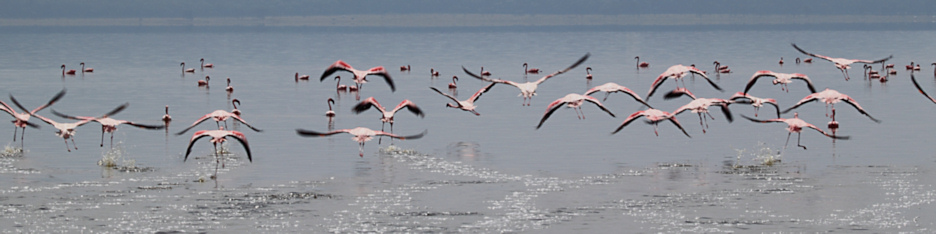 LesserFlamingos_5822_4x1.jpg