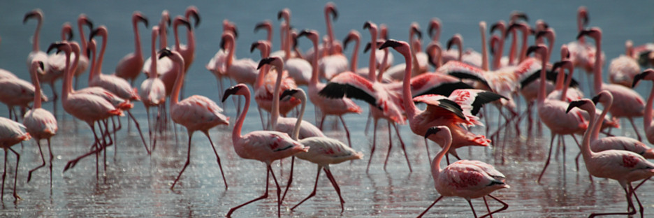 LesserFlamingos_5843.jpg