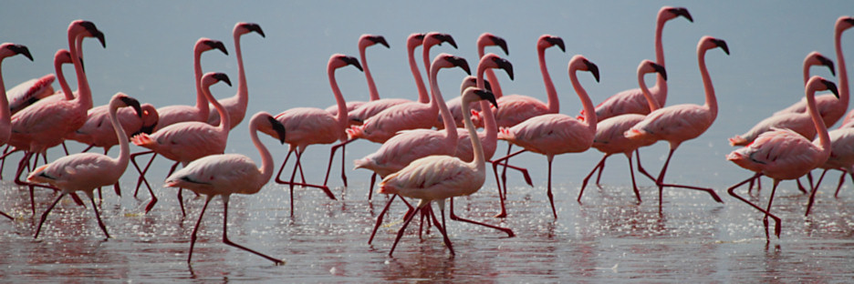 LesserFlamingos_5845.jpg