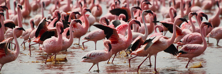 LesserFlamingos_5875.jpg