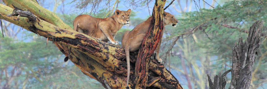 LionsInTree_5757.jpg