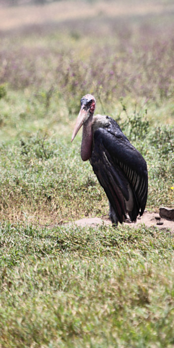 MarabouStork_5737_v.jpg