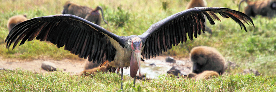 MarabouStork_5743.jpg
