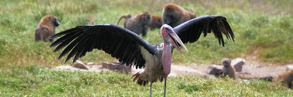 MarabouStork_5745.jpg