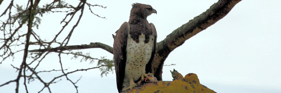 MarchallEagleEatingBird_5772.jpg
