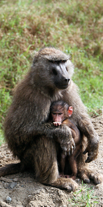 OliveBaboons_2102_v.jpg