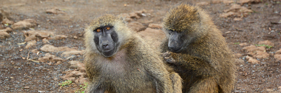 OliveBaboons_2138.jpg