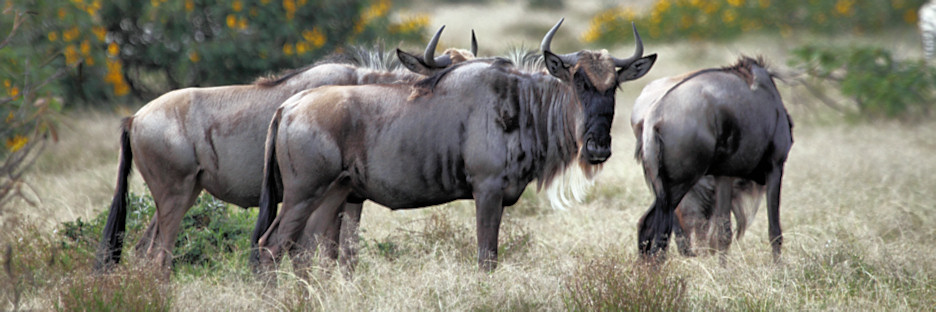 ParadiseIsland_Wildebeest_5912.jpg