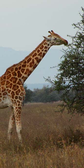 RothchildsGiraffe_2118_v.jpg