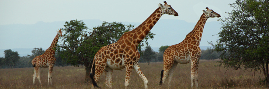 RothchildsGiraffe_2121.jpg