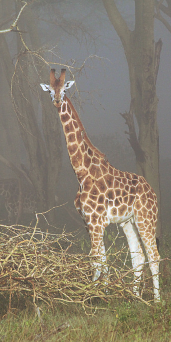 RothchildsGiraffe_5631_v.jpg