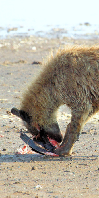 SpottedHyenaEatingFlamingo_5649_v.jpg