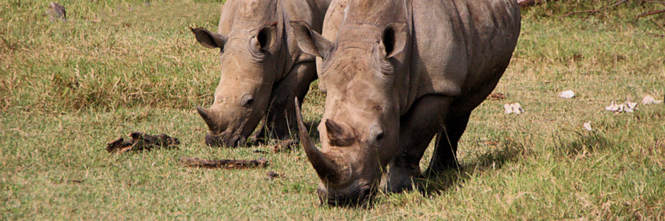 WhiteRhino_2082.jpg