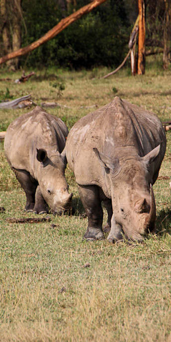 WhiteRhino_2084_v.jpg