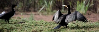 AfricanDarter_2205_testA