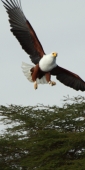 AfricanFishEagle_2211_v