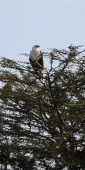 AfricanFishEagle_5907