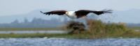 AfricanFishEagle_5908_g