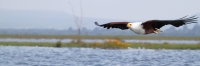 AfricanFishEagle_5909