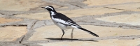 AfricanPiedWagtail_5811