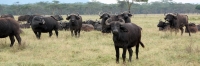 Buffalo_2114