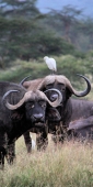 Buffalo_2115_v
