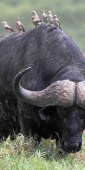 Buffalo_5720_v