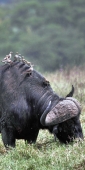 Buffalo_5721_v