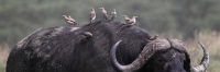 Buffalo_5722