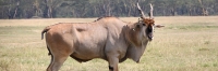 CommonEland_2165