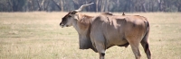 CommonEland_2166