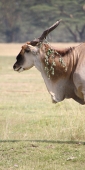 CommonEland_2167_v