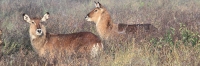 DeFassaWaterbuck_5626