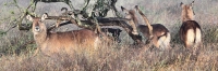 DeFassaWaterbuck_5627