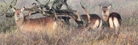 DeFassaWaterbuck_5628