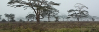 FoggyMorning_2040