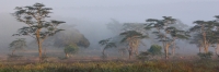 FoggyMorning_2061
