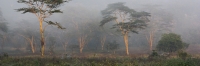 FoggyMorning_2062