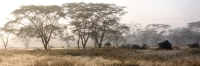 FoggyMorning_2063