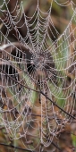 FoggyMorning_SpiderWebs_2042_v